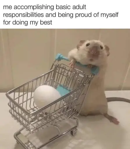 A photo of a rat with an egg in a tiny rat sized shopping cart. The rat is standing up and looking at the camera. It’s captioned “me accomplishing basic adult responsibilities and being proud of myself for doing my best”